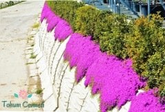 Acem Halısı Tohumu (100 Tohum)