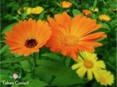 Bodur Aynısafa Çiçeği Tohumu (30 Tohum)