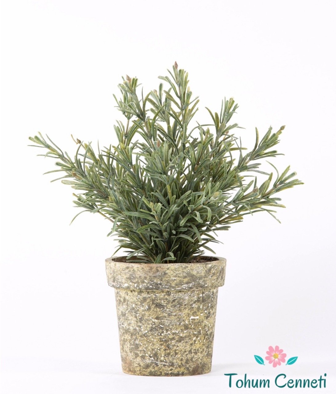 Saksılık Biberiye Tohumu (10 Tohum)