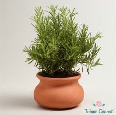 Saksılık Biberiye Tohumu (10 Tohum)