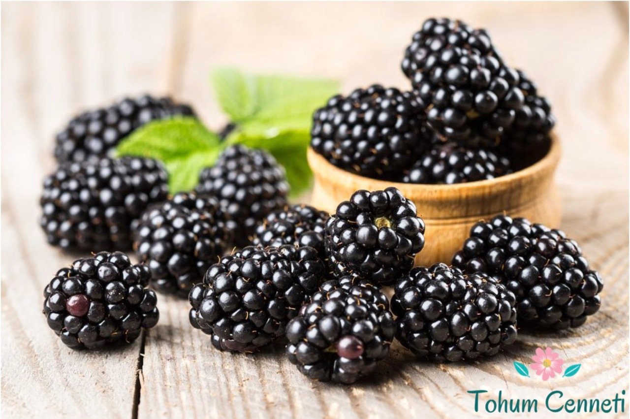 Doğal Tatlı Dikesinsiz Böğürtlen Tohumu (10 Tohum)