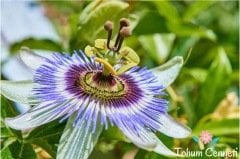 Passiflora (Çarkıfelek) Çiçeği Tohumu (5 Tohum)