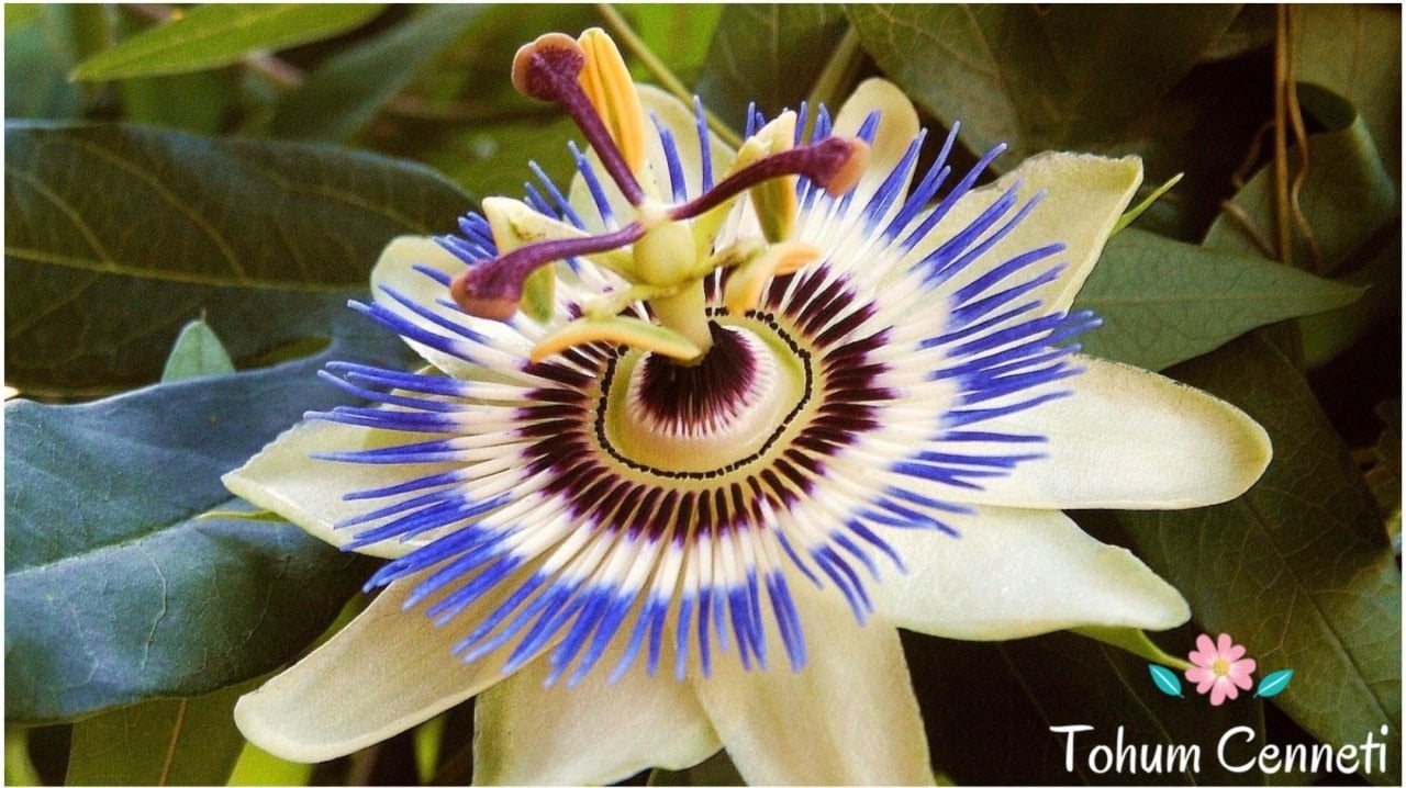 Passiflora (Çarkıfelek) Çiçeği Tohumu (5 Tohum)