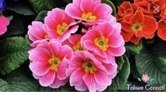 Karışık Renkli Onbir Ay Çuha Çiçeği Tohumu (10 Tohum)