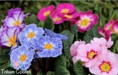 Karışık Renkli Onbir Ay Çuha Çiçeği Tohumu (10 Tohum)