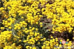 Sarı Deniz Lavantası Tohumu (20 Tohum)