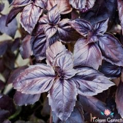 Mor Reyhan Tohumu (100 Tohum)