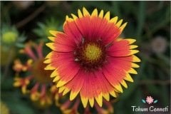 Gayret Çiçeği Tohumu (30 Tohum)