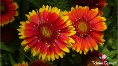 Gayret Çiçeği Tohumu (30 Tohum)