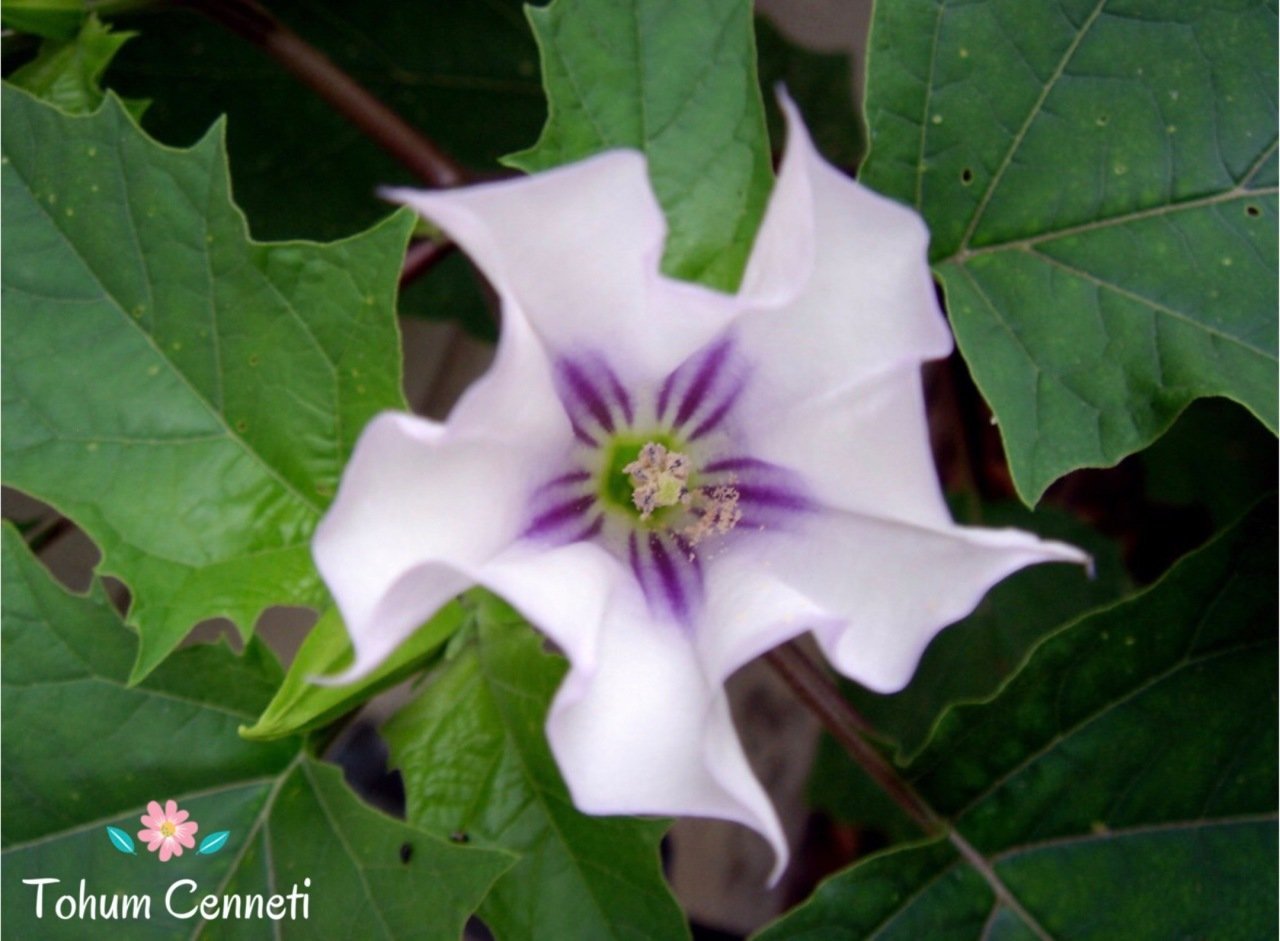 Gece Güzeli Çiçeği Tohumu (10 Tohum)