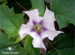 Gece Güzeli Çiçeği Tohumu (10 Tohum)