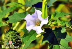 Gece Güzeli Çiçeği Tohumu (10 Tohum)