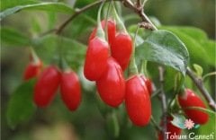 Goji Berry Kurt Üzümü Tohumu (5 Tohum)