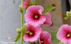 Karışık Renkli Gül Hatmi Çiçeği Tohumu (10 Tohum)