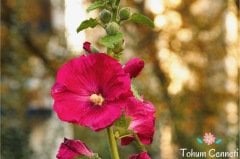 Karışık Renkli Gül Hatmi Çiçeği Tohumu (10 Tohum)