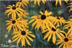 Rudbekya Güneş Şapkası Çiçeği Tohumu (100 Tohum)