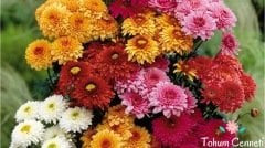 Karışık Renkli Krizantem Çiçeği Tohumu (25 Tohum)
