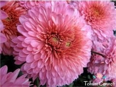 Karışık Renkli Krizantem Çiçeği Tohumu (25 Tohum)