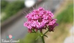 Kedi Otu Tohumu (25 Tohum)