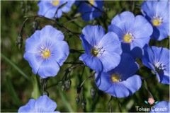 Keten Çiçeği Tohumu (25 Tohum)