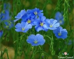 Keten Çiçeği Tohumu (25 Tohum)