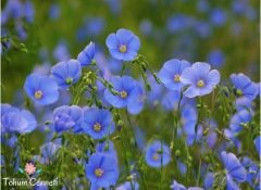 Keten Çiçeği Tohumu (25 Tohum)