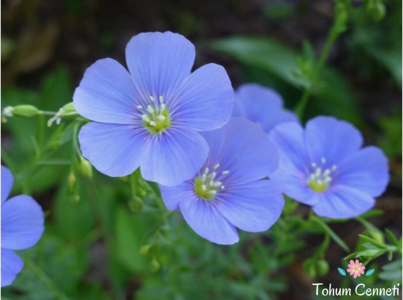 Keten Çiçeği Tohumu (25 Tohum)