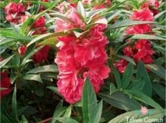 Karışık Renkli Kına Çiçeği Tohumu (20 Tohum)