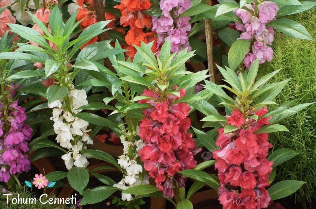 Karışık Renkli Kına Çiçeği Tohumu (20 Tohum)