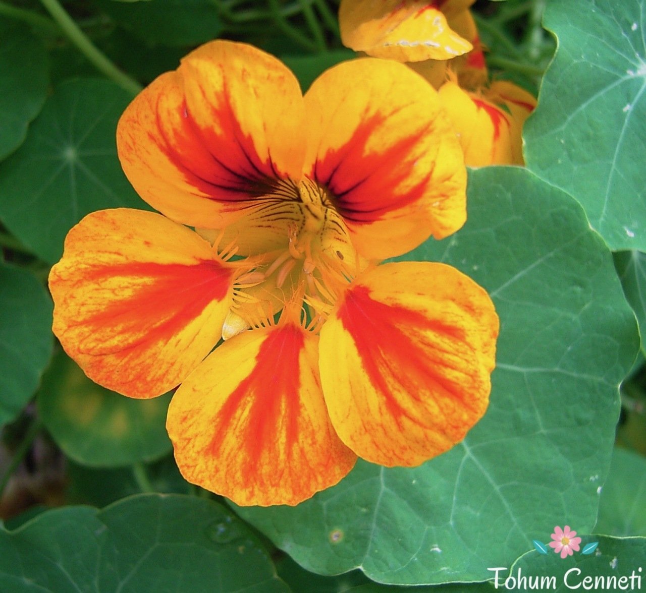 Karışık Sarmaşık Latin Çiçeği Tohumu (5 Tohum)