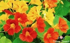 Karışık Sarmaşık Latin Çiçeği Tohumu (5 Tohum)