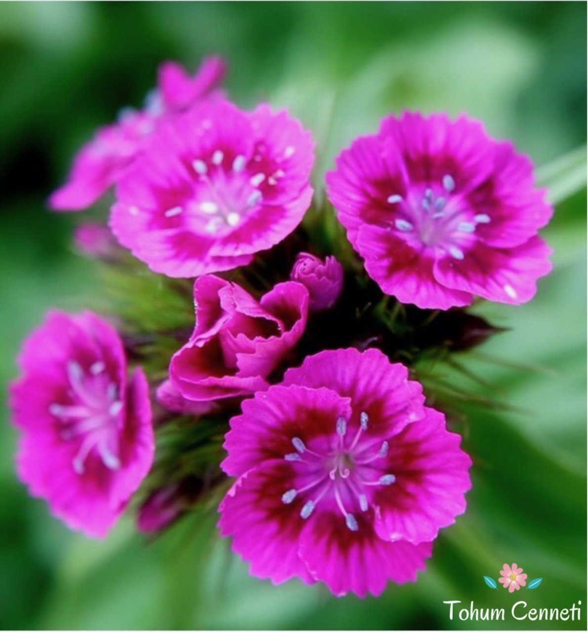 Lila Barbadus Çiçeği Tohumu (10 Tohum)