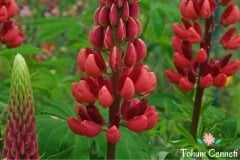 Karışık Renkli Lupin Acı Bakla Çiçeği Tohumu (10 Tohum)