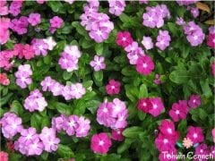 Karışık Renkli Cezayir Menekşesi Tohumu (10 Tohum)