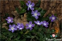 Karışık Renkli Cezayir Menekşesi Tohumu (10 Tohum)