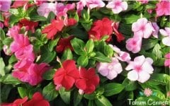 Karışık Renkli Cezayir Menekşesi Tohumu (10 Tohum)