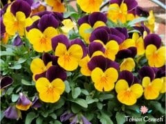 Karışık Renkli Hercai Menekşe Tohumu (50 Tohum)