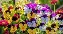 Karışık Renkli Hercai Menekşe Tohumu (50 Tohum)