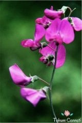 Karışık Renkli Nazende Itırşahi Çiçeği Tohumu (3 Tohum)