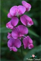 Karışık Renkli Nazende Itırşahi Çiçeği Tohumu (3 Tohum)