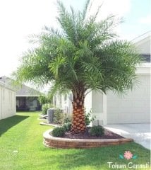 Soğuklara Dayanıklı Palmiye Tohumu (5 Tohum)