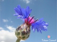 Karışık Renkli Peygamber Çiçeği Tohumu (50 Tohum)