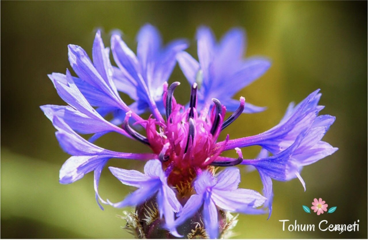 Karışık Renkli Peygamber Çiçeği Tohumu (50 Tohum)