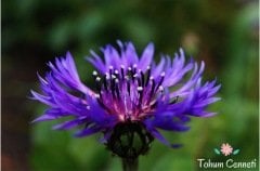 Karışık Renkli Peygamber Çiçeği Tohumu (50 Tohum)