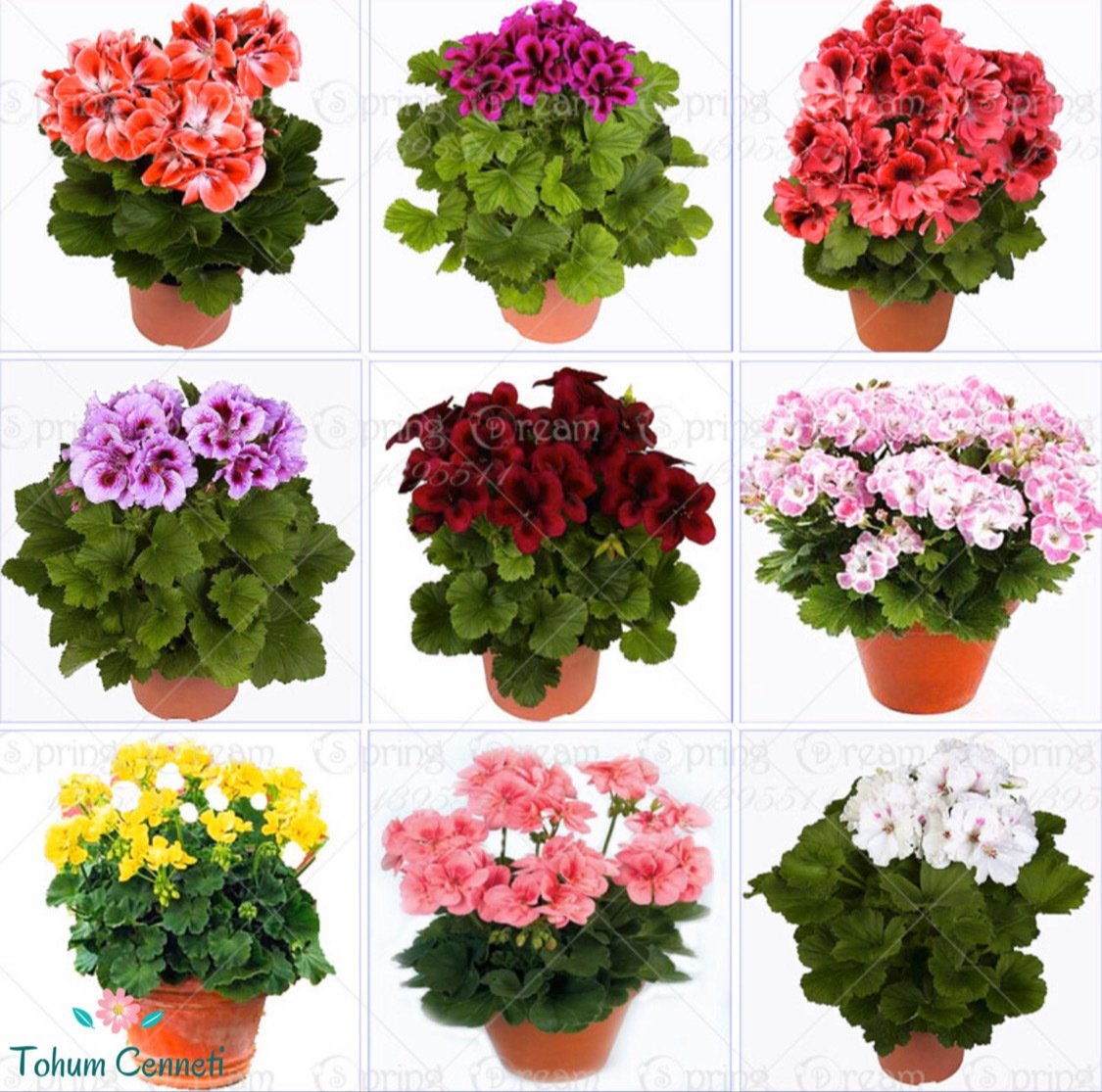 Karışık Renkli Sardunya Çiçeği Tohumu (5 Tohum)