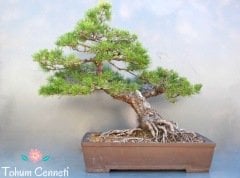 Bonsaiye Uygun Sarıçam Tohumu (10 Tohum)