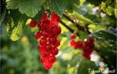 Doğal Kırmızı Frenk Üzümü Tohumu (10 Tohum)