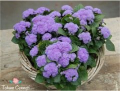 Mavi Vapur Dumanı Çiçeği Tohumu (100 Tohum)