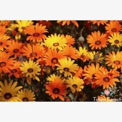 Las Vegas Nergisi Tohumu (25 Tohum)