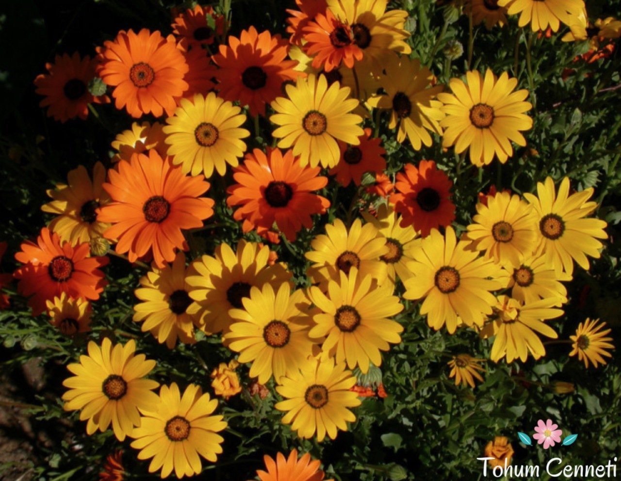 Las Vegas Nergisi Tohumu (25 Tohum)